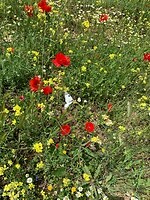 IMG_3115