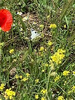 IMG_3117