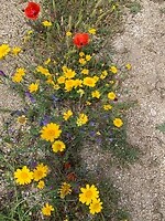 IMG_3118