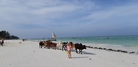 Loslopende koeien op het strand