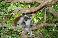 Red Colobus monkey