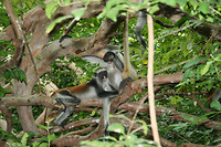 Red Colobus monkey