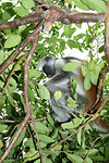 Red Colobus monkey