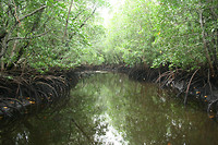 Jozani, mangrove