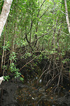 Jozani, mangrove