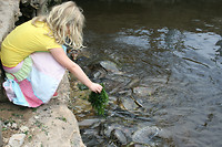 Turtle farm