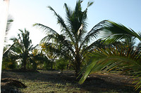 Ochtendwandeling