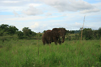 Olifant