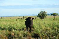 Buffel