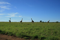 Giraffen
