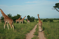 Murchison NP