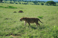 Murchison NP