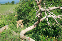 Murchison NP
