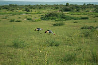 Murchison NP, grey crowned-crane