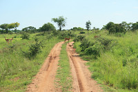 Murchison NP, oribi