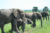 Murchison NP