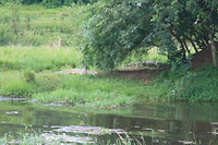 Murchison NP, crocodiles