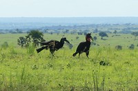 Abyssinian Ground Hornbill, male & female