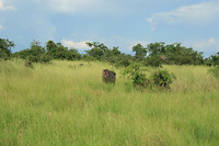 Murchison NP, nijlpaard