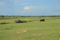 Murchison NP, nijlpaarden