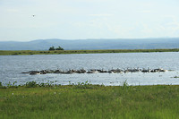 Murchison NP, nijlpaarden