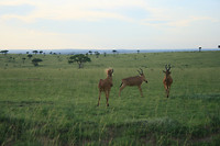 Jackson Hartebeest met een polletje gras tussen z'n hoorns