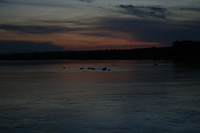 Murchison NP, nijlpaarden bij sunset