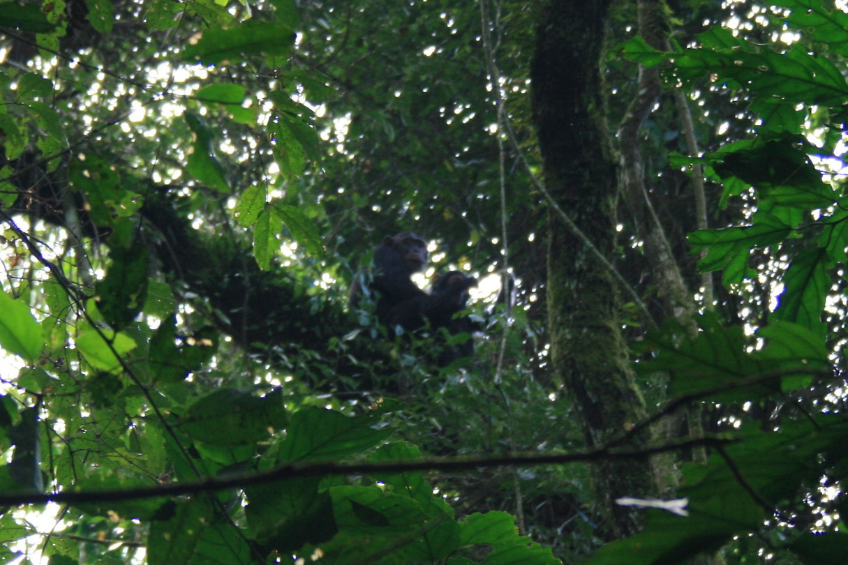 Jinja Sailing Club Foto Ver weg dichtbij