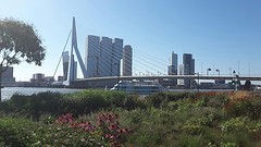 Ontbijt bij de Erasmusbrug.