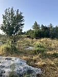 IMG_0728