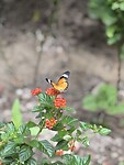 IMG_4290