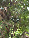 IMG_4284