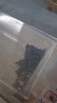 Baby turtle