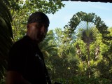waaierpalm