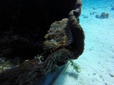 Een scorpionfish, heer en meesters der camouflage