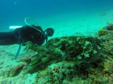 Een cuttlefish op de voorgrond en Sean een mede DMT'er op de achtergrond