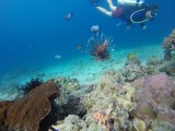 Een prachtige lionfish in de center van de foto en Matt op de achtergrond