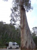 Kleine bushcamping, grote boom