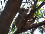 Eucalyptusbladverorberaar... de koala