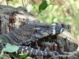Goanna leguaan