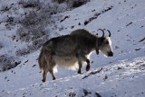 Yak aka turbo stier