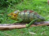 De Ugandese kameleon pas zich Bewuzt aan!