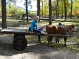 Met de 'cow taxi' richting ger tent