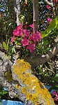 Oleanders staan volop in bloei