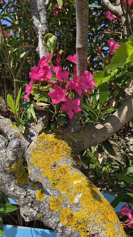 Oleanders staan volop in bloei