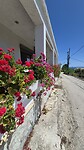 Achter de geraniums zitten