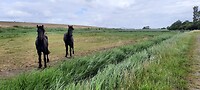 Friese paarden