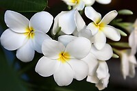 Melati bloem