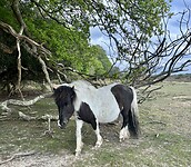IMG_7169