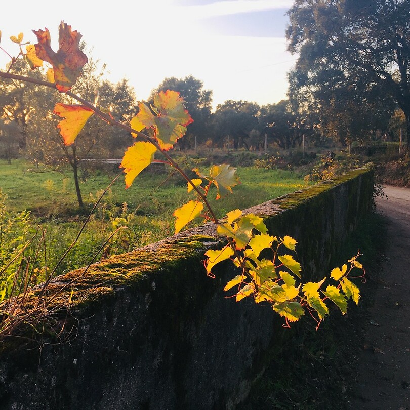 tijdens een wandeling